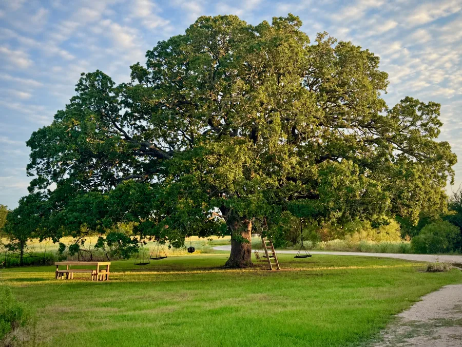 The giant oak with its swings and ladder in golden light